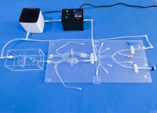 頭蓋内解剖模型 - SJ001D-04 - Trando 3D Medical Technology - 低侵襲手術 / 神経外科 / 神経内科