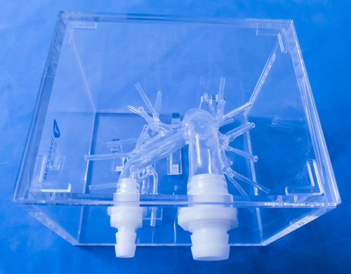 動脈の解剖模型 - XX-13D - Trando 3D Medical Technology - 医療訓練用 / 透明