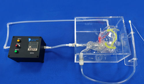 冠動脈の血管模型 - XXD005 - Trando 3D Medical Technology - 血管の / 心臓手術用 / 実習用