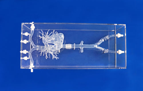 心臓の血管模型 - PA001-01 - Trando 3D Medical Technology - 血管の / 動脈の / 大静脈の