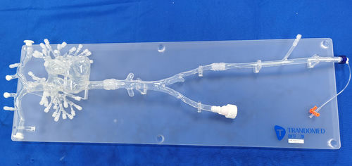 心臓血管模型 - PA001-03 - Trando 3D Medical Technology - 血管の / 動脈の / 胸椎