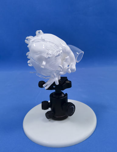 心臓の解剖模型 - XXD009 - Trando 3D Medical Technology - 冠動脈の / 医療訓練用 / フレキシブル