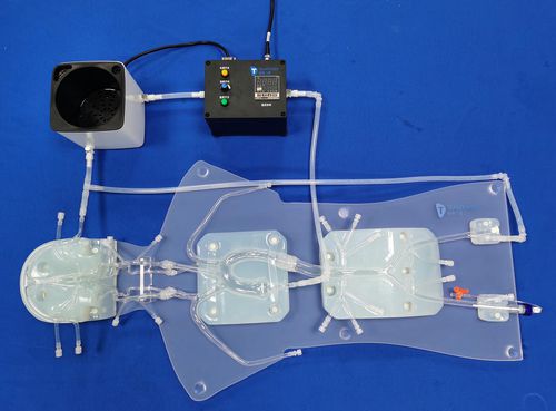 血管造影血管模型 - QS001D-1 - Trando 3D Medical Technology - 心臓 / 血管の / 動脈の