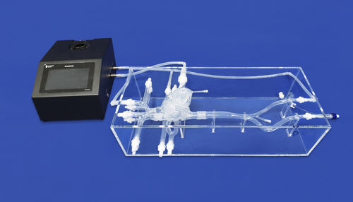 静脈の解剖模型 - XXS004J - Trando 3D Medical Technology - 心臓の / 動脈の / 下肢用