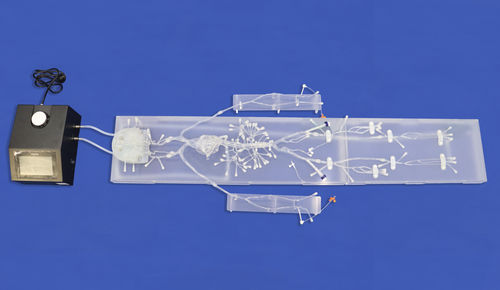 脳血管模型 - FA007D - Trando 3D Medical Technology - 神経の / 腹部 / 血管の