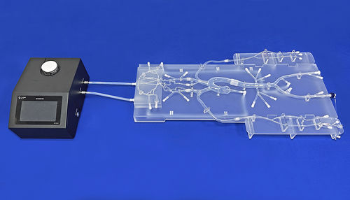 腹部血管模型 - SJ001D-015 - Trando 3D Medical Technology - 大腿動脈の / 血管の / 橈骨動脈