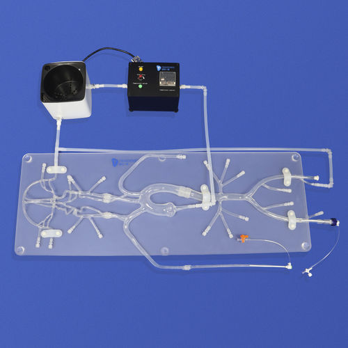 神経内科血管模型 - SJ001D-B - Trando 3D Medical Technology - 脳 / 神経の / 頭蓋内