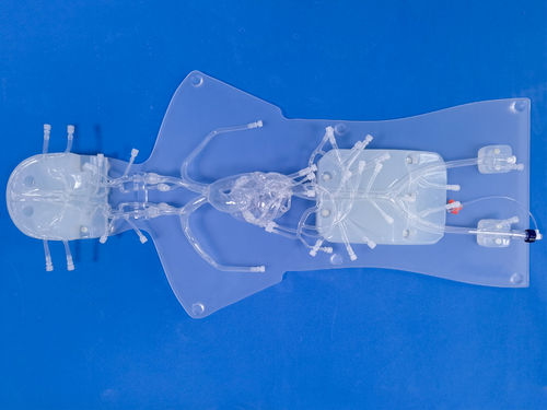 血管造影解剖模型 - QS002D-1 - Trando 3D Medical Technology - 大腿動脈の / 前大脳動脈の / 冠動脈の