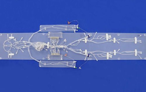 神経内科解剖模型 - FA001D - Trando 3D Medical Technology - 尺骨動脈の / 腋窩動脈の / 心臓の