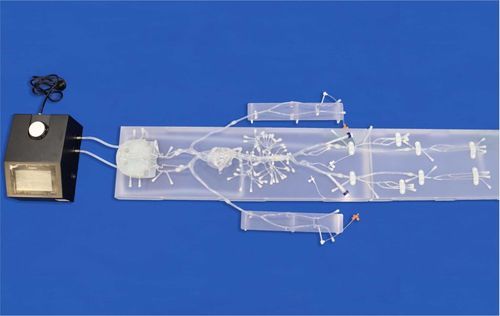 脳血管模型 - FA007D - Trando 3D Medical Technology - 神経の / 腹部 / 血管の