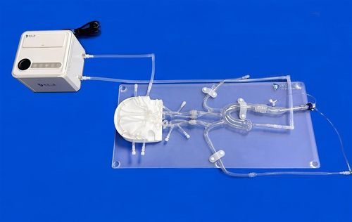 頭蓋内血管模型 - FAC011D - Trando 3D Medical Technology - 大腿動脈の / 大脳動脈輪の / 前大脳動脈の