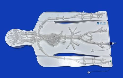 頭蓋内血管模型 - FAC007D - Trando 3D Medical Technology - 心臓の / 腹部 / 胸椎