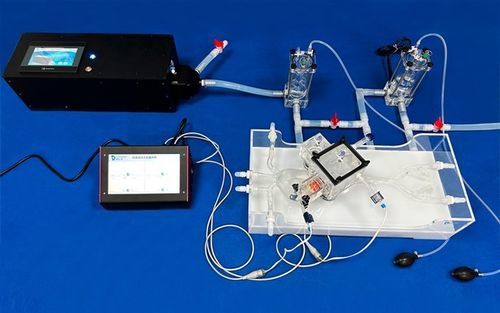 心臓の血管模型 - XXK005D - Trando 3D Medical Technology - 大動脈弁の / 大腿動脈の / 血管の