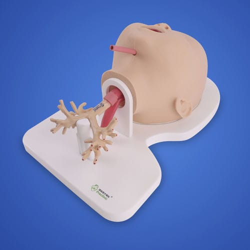 肺の解剖模型 - PLHX1005 - Shanghai Preclinic Medtech - 気管支 / 手術用 / 医療訓練用