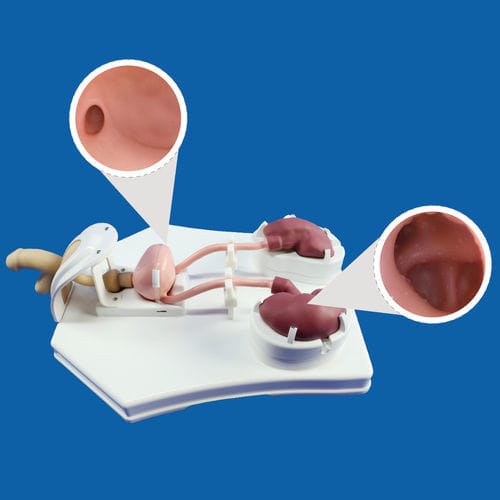 泌尿器ケアシミュレーター - PLMN1001 - Shanghai Preclinic Medtech - 尿管鏡検査用 / 男性用 / ワークステーション