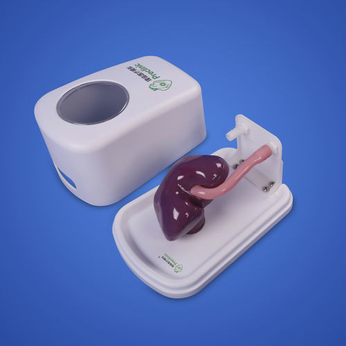 腎臓の解剖模型 - Shanghai Preclinic Medtech - 睾丸の / ペニスの / 泌尿器ケア
