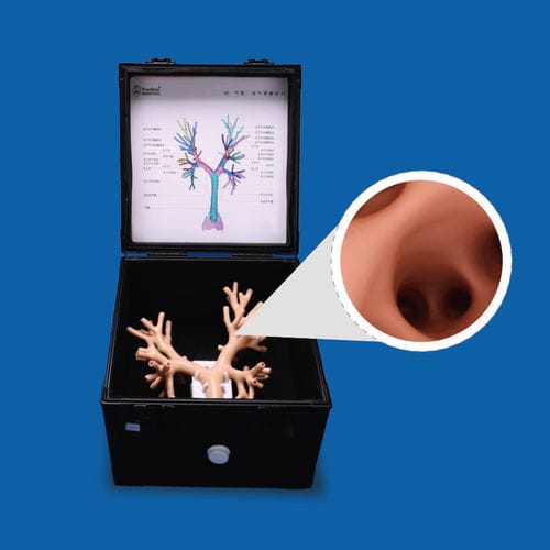 肺の解剖模型 - PLHX1001 - Shanghai Preclinic Medtech - 気管支の / 気管の / 手術用