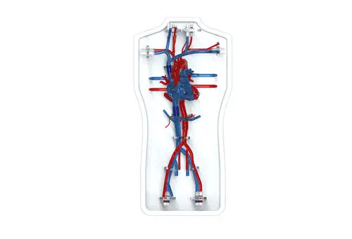 心臓の血管模型 - PLXZXG004A - Shanghai Preclinic Medtech - 動脈の