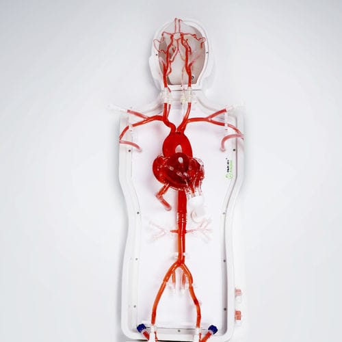 腹部血管模型 - PLXZXG003 A - Shanghai Preclinic Medtech - 胸椎 / 上肢用 / 大腿動脈の