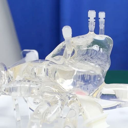 心臓の血管模型 - PLXZXG004A - Shanghai Preclinic Medtech - 動脈の