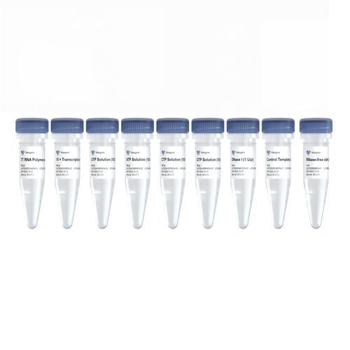 溶液試薬キット - T7 - Nanjing Vazyme Medical Technology Co.,Ltd - in vitro転写用