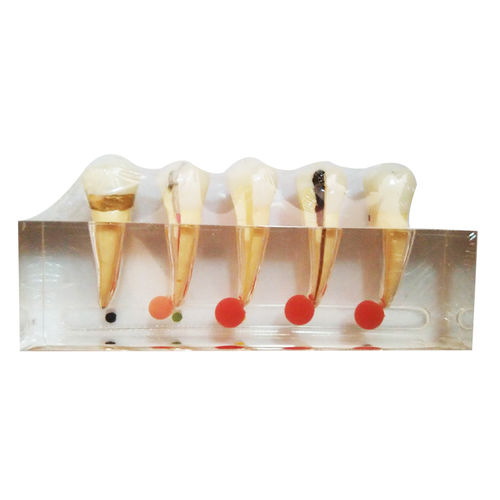 歯の解剖模型 - UM-L3A - Tangshan UMG Medical Instrument - 根幹の / 歯科用 / 臨床ケア用
