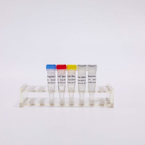 逆転写酵素試薬キット - R1031 - Guangzhou Dongsheng Biotech Co., Ltd. - 染料 / RT-PCR / リアルタイムqPCR