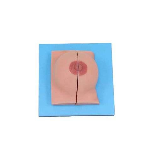 乳房解剖模型 - US 01 - MeiWo Science - 実習用 / 女性用 / ハイドロゲル