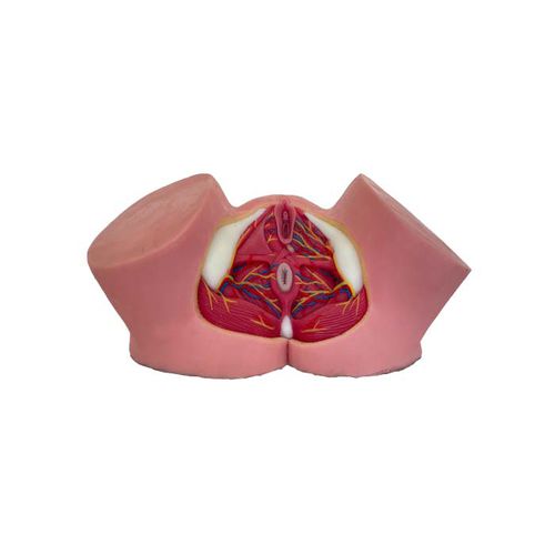 骨盤の解剖模型 - TA 02 - MeiWo Science - 実習用 / 女性用 / ハイドロゲル