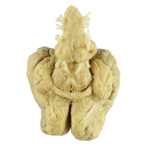 脳の解剖模型 - MWDW-014 - MeiWo Science - 獣医用 / 馬