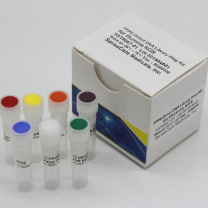 溶液試薬キット - YST0065 - Guilin Yourui Biotechnology Co., Ltd - PCR / DNAライブラリーの準備 / 校正