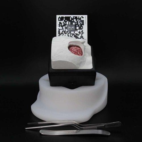 医療訓練用シミュレーター - RetrosigmoidBox - UpSurgeOn - 手術用 / 神経外科 / 解剖学