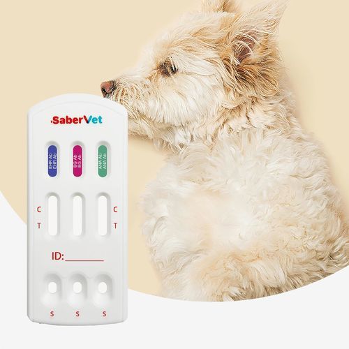 感染病用迅速検査キット - Sabervet EHR/BG/ANA Ab - Hangzhou Antigenne Technology Co. Ltd - 獣医用 / 犬 / エーリキア