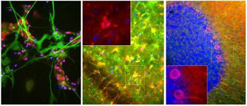 IgG試薬 - MO22135 - Neuromics - 科学研究用 / ウェスタンブロット法用 / 免疫蛍光用