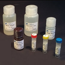 研究用検査キット - LS-K297 - LifeSpan BioSciences - 創薬用 / アスパラギン酸アミノ基転移酵素 / NAD