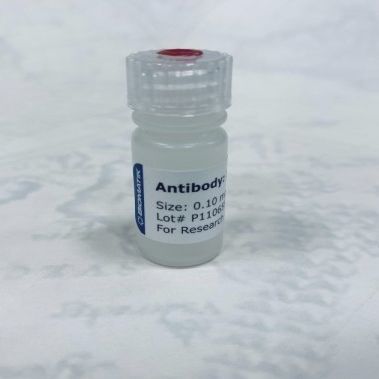 ポリクローナル抗体試薬 - CAU21001 - Biomatik - 研究用 / 液体 / 動物由来