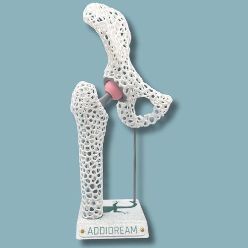 腰の解剖模型 - 07-AD-01 - ADDIDREAM - 片側の骨盤の / 大腿骨の / デモ用