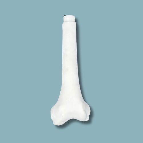 大腿骨の解剖模型 - 05-09-02 - ADDIDREAM - 手術用 / 医療訓練用 / プラスチック製