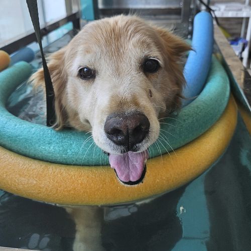沈んだ動物トレッドミル - AQUATIC  - Hidromaq Tecnologias Eireli - 犬用