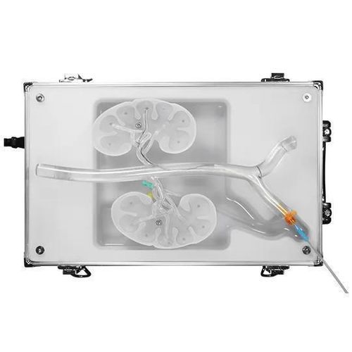 腎臓の血管模型 - RDN-B01 - SurgMate - 腎臓 / 動脈の / 大腿動脈の