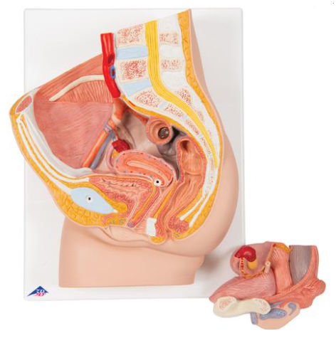 骨盤の解剖模型 - H10 - 3B Scientific - 実習用 / 妊娠 / 女性用