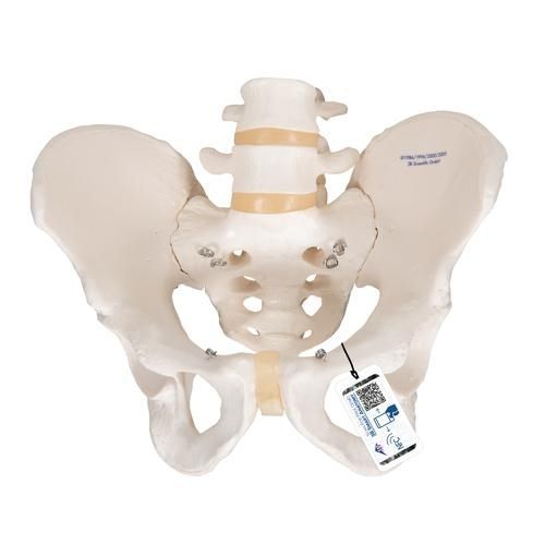 骨格の解剖模型 - A60   - 3B Scientific   - 骨盤の / 実習用 / 男性用