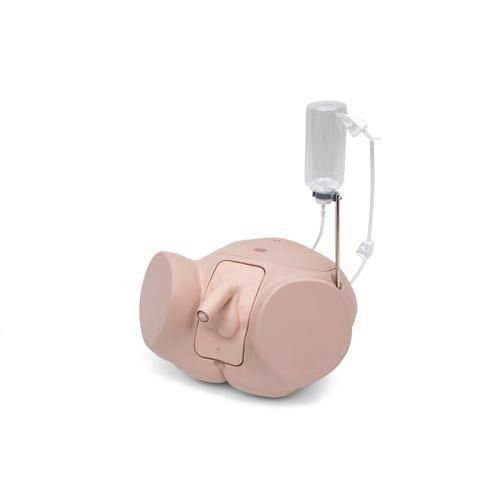 カテーテルシミュレーター - P93SPC-M - 3B Scientific   - 男性用 / ペニスの