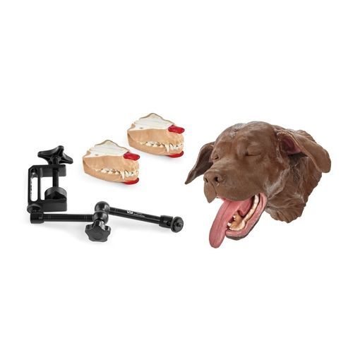 医療訓練用シミュレーター - 1025636 - 3B Scientific   - 抜歯用 / 歯科用 / 犬
