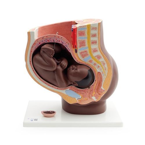 膣の解剖模型 - L20D - 3B Scientific   - 子宮の / 卵巣の / 子宮頸部の