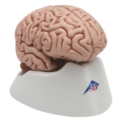 脳の解剖模型 - C18 - 3B Scientific - 実習用
