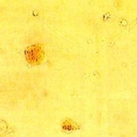 溶液試薬キット - LeucoScreen™ - AB Analitica  - 生化学 / 精液分析用