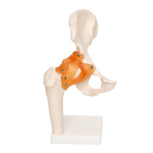 腰の解剖模型 - EDC208 - EMS Physio - プラスチック製 / フレキシブル