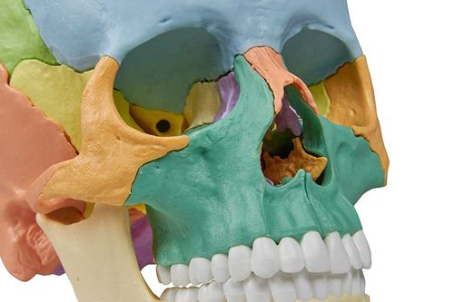 Amazon.co.jp: ERLER ZIMMER (ドイツ エルラージマー社) 22