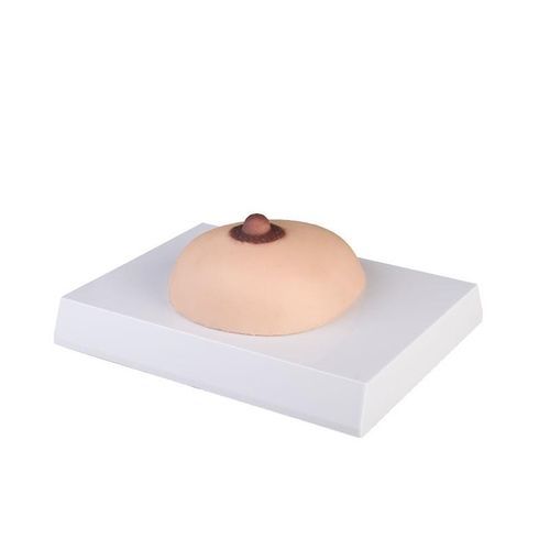 乳房解剖模型 - L281 - Erler-Zimmer - 癌用 / 女性用